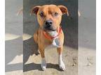 American Pit Bull Terrier Mix DOG FOR ADOPTION RGADN-1225206 - Teddy A421054 -