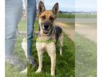 German Shepherd Dog DOG FOR ADOPTION RGADN-1225207 - Samantha ID 44884 - German