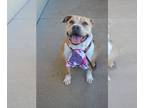 Staffordshire Bull Terrier Mix DOG FOR ADOPTION RGADN-1225214 - Amora -