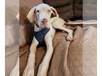 Great Dane Mix DOG FOR ADOPTION RGADN-1225224 - Luna *LOCAL* - Great Dane /