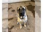 Daniff DOG FOR ADOPTION RGADN-1225228 - Bodi - Mastiff / Great Dane / Mixed