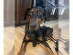 Doberman Pinscher DOG FOR ADOPTION RGADN-1225233 - MURPHY- Can you be Murphy's