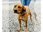 Labrador Retriever Mix DOG FOR ADOPTION RGADN-1225239 - Marley - Labrador
