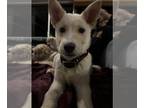 Carolina Dog Mix DOG FOR ADOPTION RGADN-1225245 - Bolt - Jindo (Korean) /
