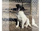 Beagle-Border Collie Mix DOG FOR ADOPTION RGADN-1225247 - Atlantis - Beagle /