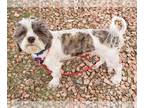Poovanese DOG FOR ADOPTION RGADN-1225255 - Travis - Havanese / Poodle