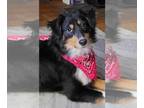 Australian Shepherd Mix DOG FOR ADOPTION RGADN-1225257 - Tripp - Shetland