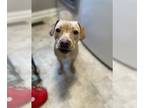 Labrador Retriever Mix DOG FOR ADOPTION RGADN-1225273 - Sweet Potato - Terrier /