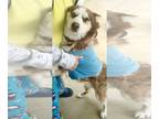 Mix DOG FOR ADOPTION RGADN-1225308 - Frankie - Husky (medium coat) Dog For