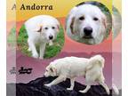 Great Pyrenees DOG FOR ADOPTION RGADN-1225320 - Andorra (Ritzy) - Great Pyrenees