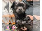 Pekingese DOG FOR ADOPTION RGADN-1225341 - Ash - Pekingese Dog For Adoption