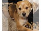 Silky Terrier DOG FOR ADOPTION RGADN-1225345 - Margo - Silky Terrier Dog For