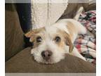 Jack Russell Terrier DOG FOR ADOPTION RGADN-1225347 - Todd - Jack Russell