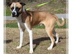 Boxer-Saint Bernard Mix DOG FOR ADOPTION RGADN-1225362 - Duke 39118 - Saint