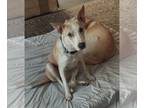 Labrador Retriever Mix DOG FOR ADOPTION RGADN-1225364 - Lulu - Terrier /