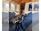 Labrador Retriever Mix DOG FOR ADOPTION RGADN-1225371 - Rocky - Labrador
