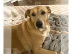 Black Mouth Cur Mix DOG FOR ADOPTION RGADN-1225373 - Courtesy:Rebel - Black