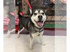 Huskies Mix DOG FOR ADOPTION RGADN-1225375 - Teddy - Husky / Mixed (long coat)