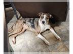American Pit Bull Terrier-Australian Shepherd Mix DOG FOR ADOPTION RGADN-1225378