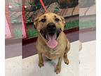 Rhodesian Ridgeback DOG FOR ADOPTION RGADN-1225379 - Luke - Rhodesian Ridgeback