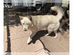 Siberian Husky DOG FOR ADOPTION RGADN-1225386 - Chase - Siberian Husky Dog For