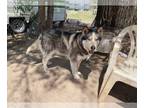 Siberian Husky DOG FOR ADOPTION RGADN-1225387 - Niko - Siberian Husky Dog For