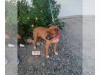 Boxer Mix DOG FOR ADOPTION RGADN-1225391 - ASPEN - Boxer / Mixed (short coat)