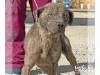 Plott Hound Mix DOG FOR ADOPTION RGADN-1225403 - Banzai - Shepherd / Plott Hound