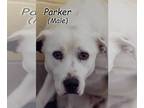 Boxer-Pointer Mix DOG FOR ADOPTION RGADN-1225413 - Parker - Pointer / Boxer /
