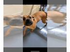 Boxer DOG FOR ADOPTION RGADN-1225415 - Tatum - Boxer (short coat) Dog For
