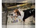 Beagle-English Foxhound Mix DOG FOR ADOPTION RGADN-1225422 - Houston - Foxhound