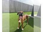 Boxer DOG FOR ADOPTION RGADN-1225440 - Roscoe & Riley - Boxer (short coat) Dog