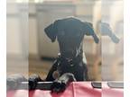 Labmaraner DOG FOR ADOPTION RGADN-1225446 - SUSIE - Labrador Retriever /