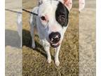 Pointer Mix DOG FOR ADOPTION RGADN-1225458 - Rosie - Terrier / Pointer / Mixed