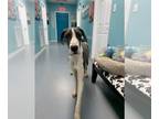 Great Dane DOG FOR ADOPTION RGADN-1225469 - Laverne- Great Dane - Great Dane Dog