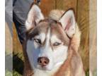 Mix DOG FOR ADOPTION RGADN-1225478 - Kit - Husky (medium coat) Dog For