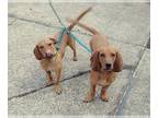 Basset Hound Mix DOG FOR ADOPTION RGADN-1225485 - Koda & Kylo - Basset Hound /