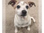 Jack Russell Terrier Mix DOG FOR ADOPTION RGADN-1225486 - Captain Jack 2024 -