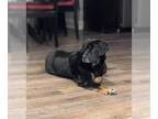 Australian Shepherd-Cocker Spaniel Mix DOG FOR ADOPTION RGADN-1225501 - Buddy -