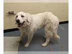 Great Pyrenees DOG FOR ADOPTION RGADN-1225506 - ELVY - Great Pyrenees (long