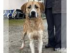 Mix DOG FOR ADOPTION RGADN-1225509 - Walden - Retriever (medium coat) Dog For