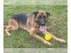 German Shepherd Dog DOG FOR ADOPTION RGADN-1225515 - XP Ace - Bernardsville