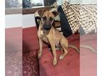 Boxer Mix DOG FOR ADOPTION RGADN-1225529 - Danna - Yellow Labrador Retriever /