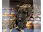 Plott Hound Mix DOG FOR ADOPTION RGADN-1225554 - Dave - Plott Hound / Terrier /