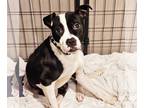 Boston Terrier-Staffordshire Bull Terrier Mix DOG FOR ADOPTION RGADN-1225560 -