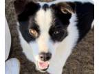 Border Collie Mix DOG FOR ADOPTION RGADN-1225576 - Jordy - Border Collie / Mixed