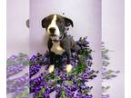Boxer Mix DOG FOR ADOPTION RGADN-1225589 - Ruby - Boxer / Mixed Dog For Adoption