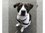 American Pit Bull Terrier-Pointer Mix DOG FOR ADOPTION RGADN-1225623 - GRiZ in