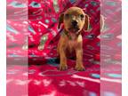 Dachshund DOG FOR ADOPTION RGADN-1225628 - Cedar Dec 23 - A Sable Pup -