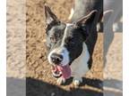 Border Collie Mix DOG FOR ADOPTION RGADN-1225630 - Charity - Border Collie /